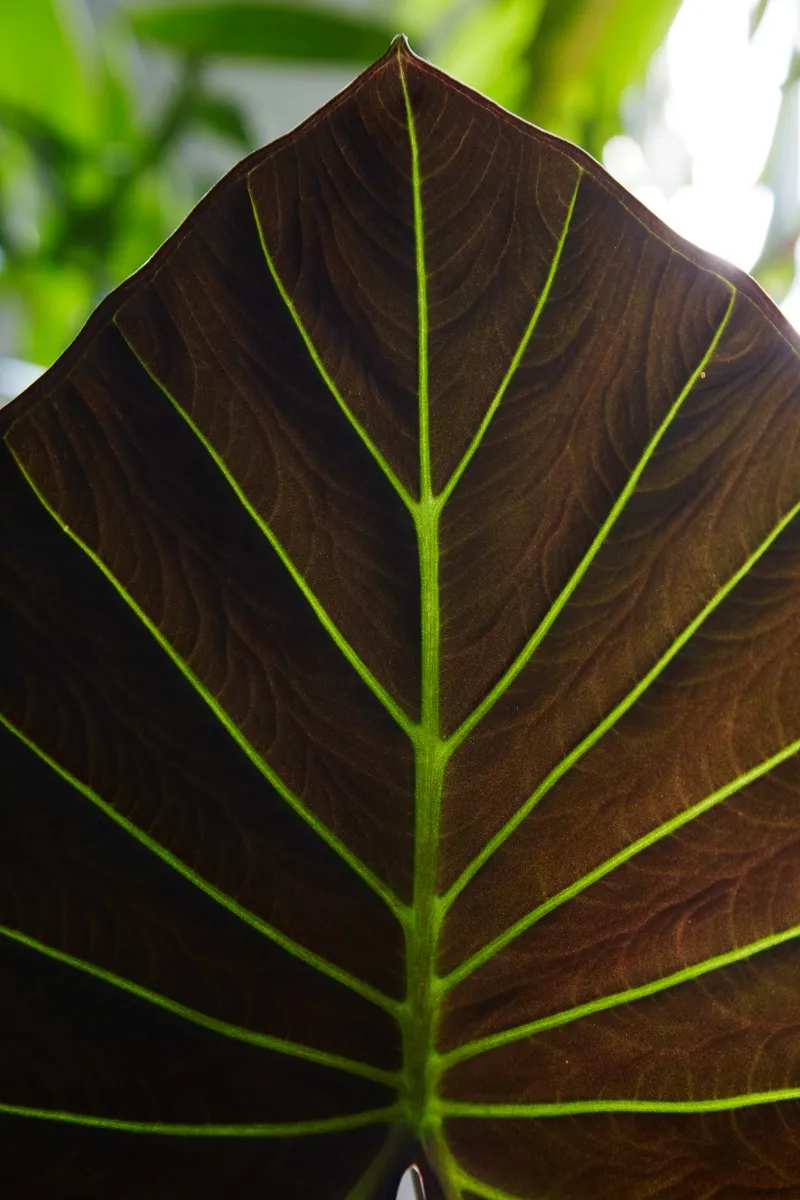 Alocasia ‘Regal Shields’, foto 2