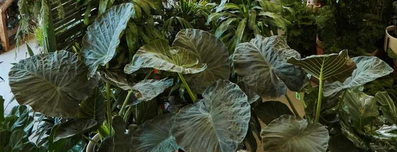 Alocasia ‘Regal Shields’, foto 4