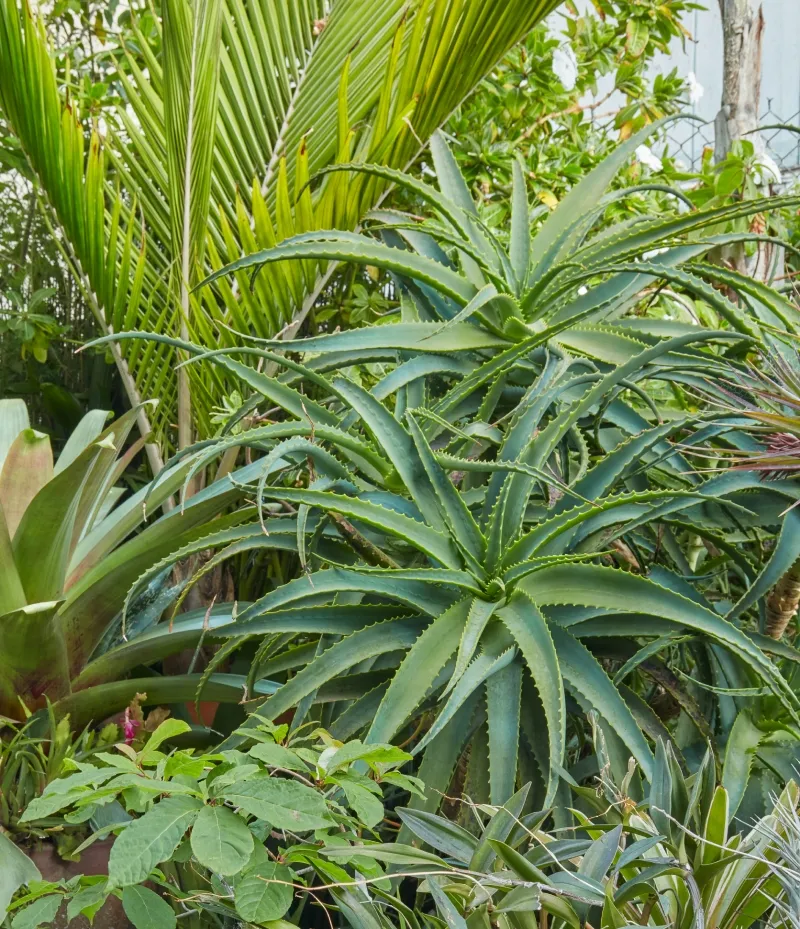 Aloe arborescens, foto 2