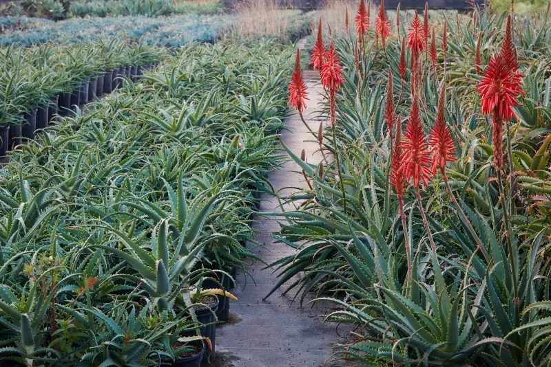 Aloe arborescens, foto 3