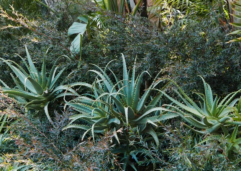 Aloe arborescens, foto 4