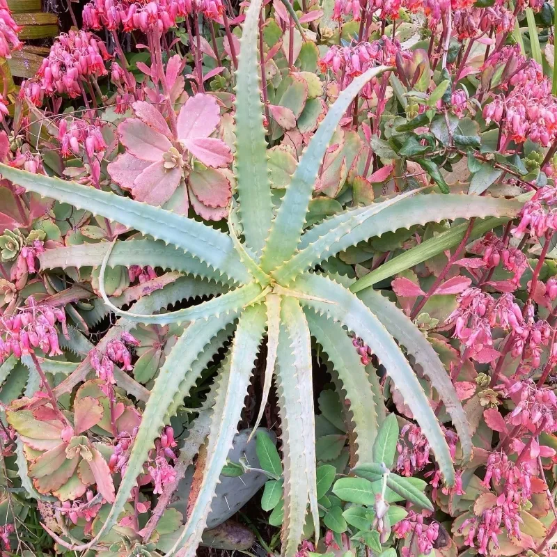 Aloe arborescens, foto 5