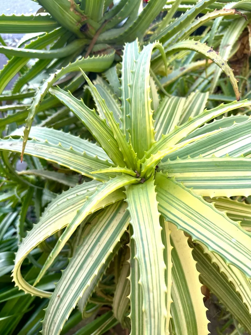 Aloe arborescens ‘Variegata’, foto 2
