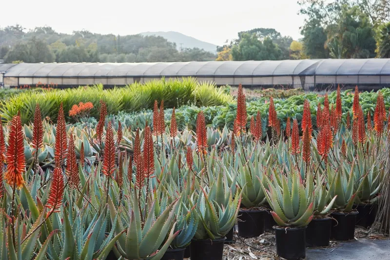 Aloe arborescens x ferox ‘Tangerine’