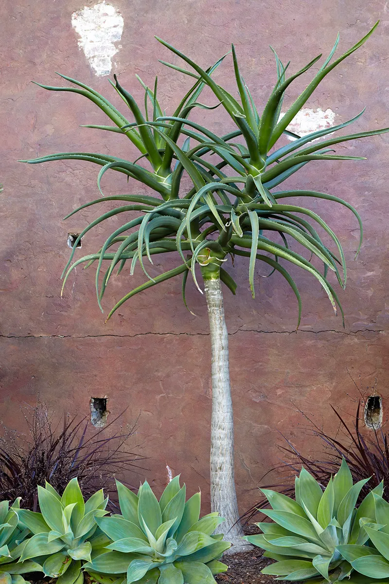 Aloe barberae, foto 2