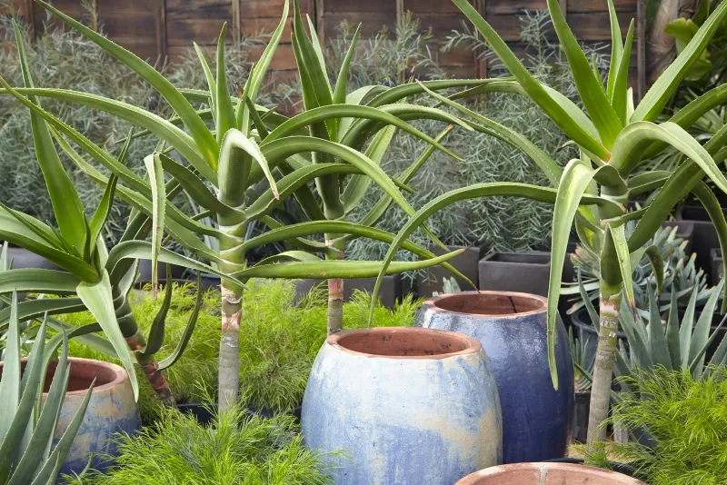 Aloe barberae, foto 3