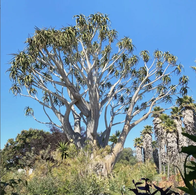 Aloe barberae, foto 4