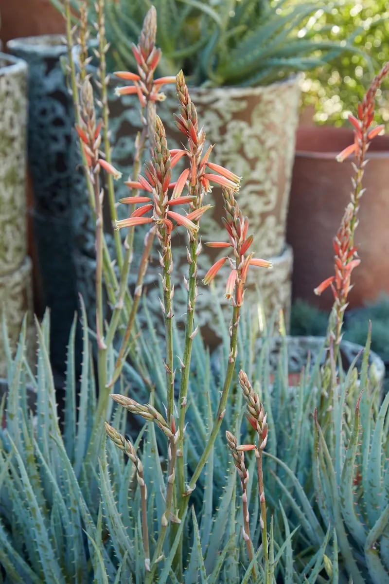 Aloe ‘Blue Elf’