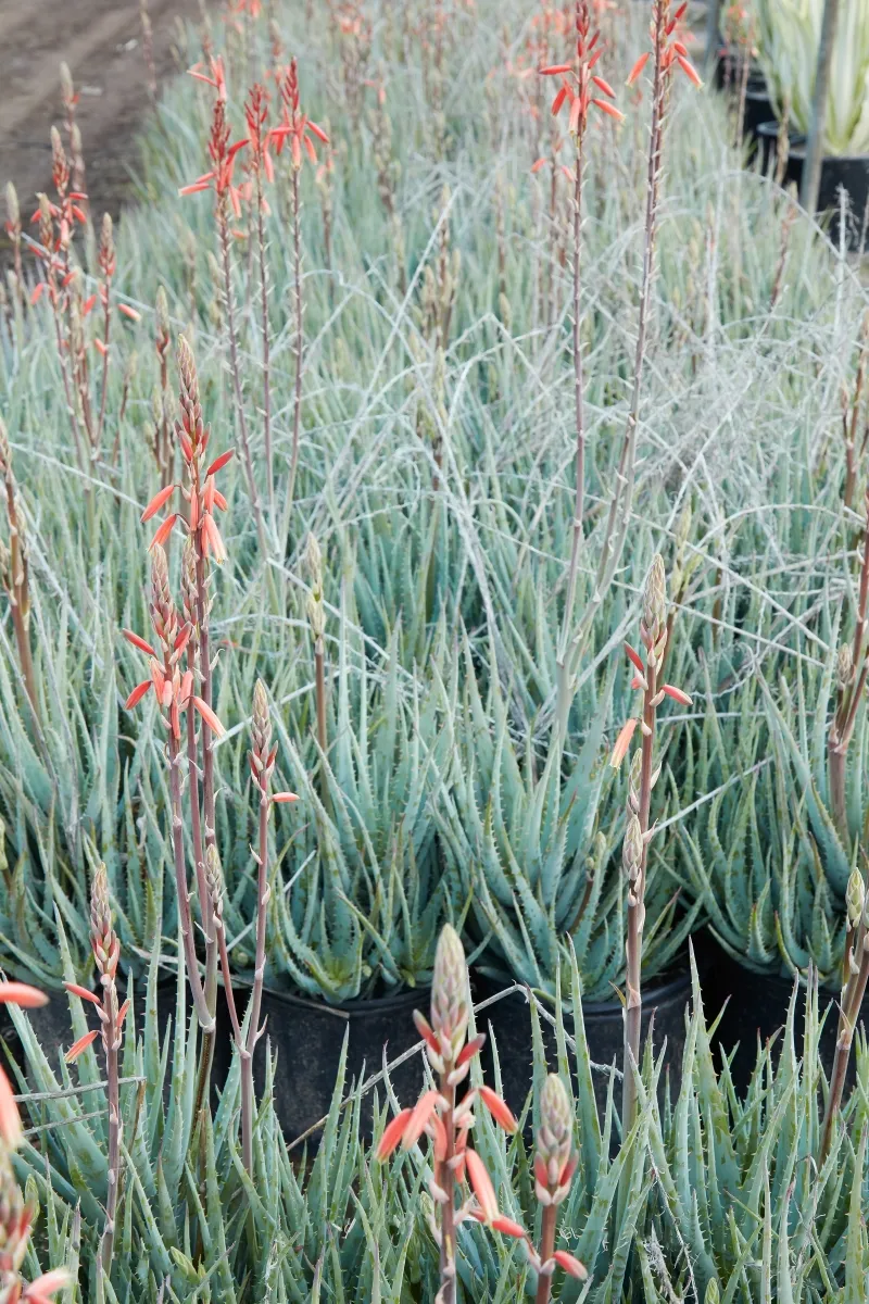 Aloe ‘Blue Elf’, foto 2