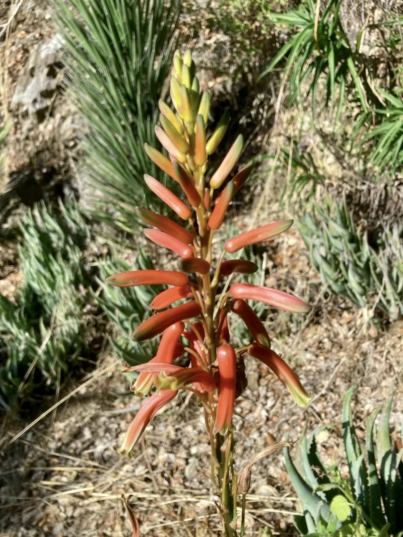Aloe ‘California’