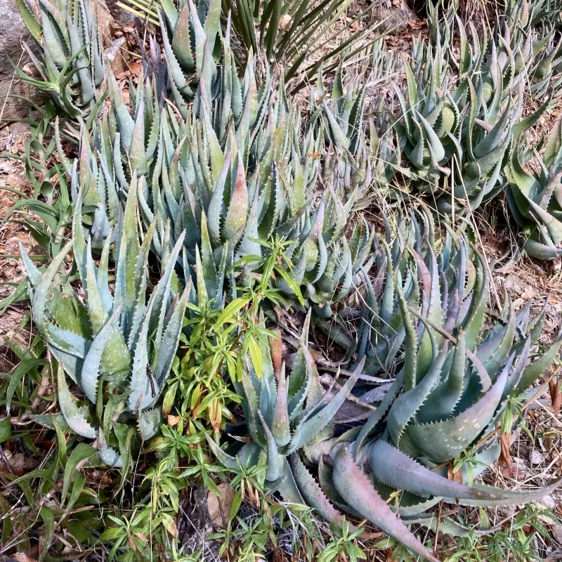 Aloe ‘California’, foto 2