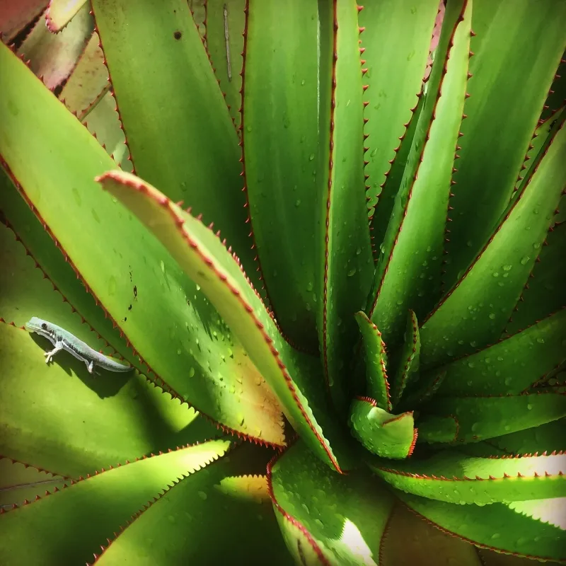 Aloe capitata, foto 2