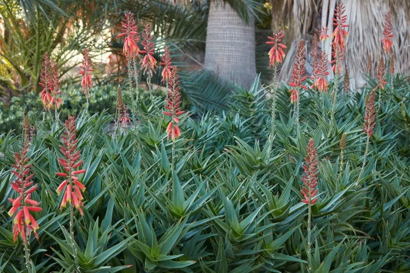 Aloe ciliaris ‘Firewall’