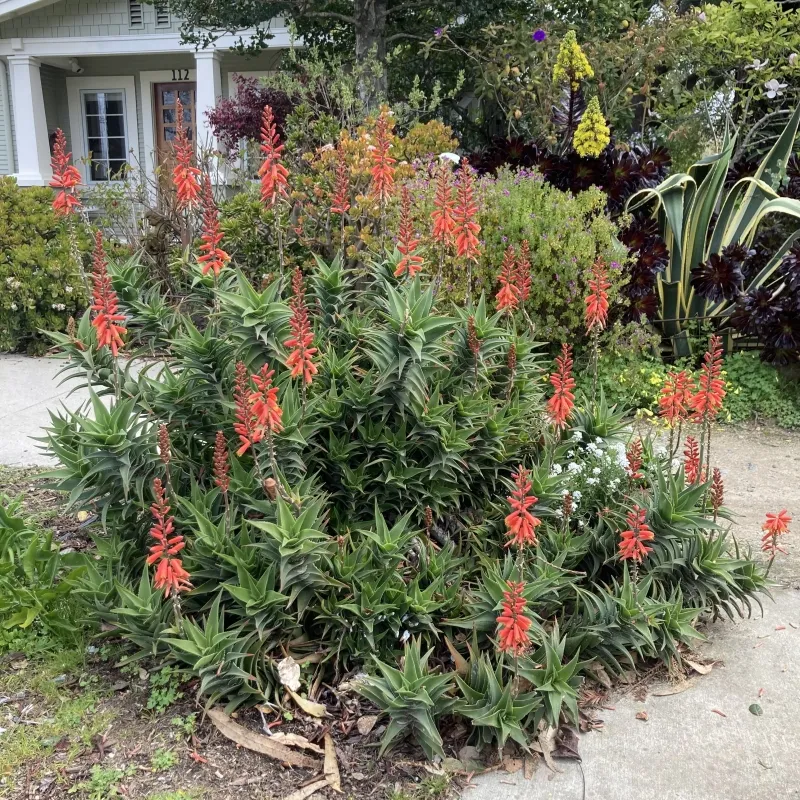 Aloe ciliaris ‘Firewall’, foto 2