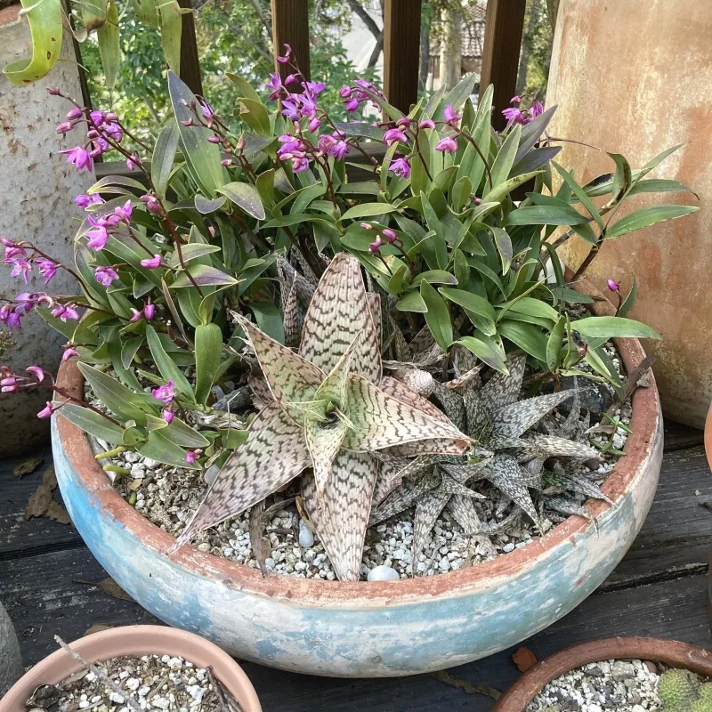 Aloe ‘Delta Lights’