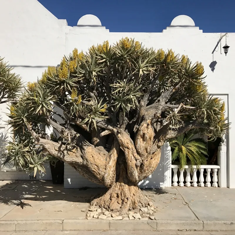 Aloe dichotoma, foto 2