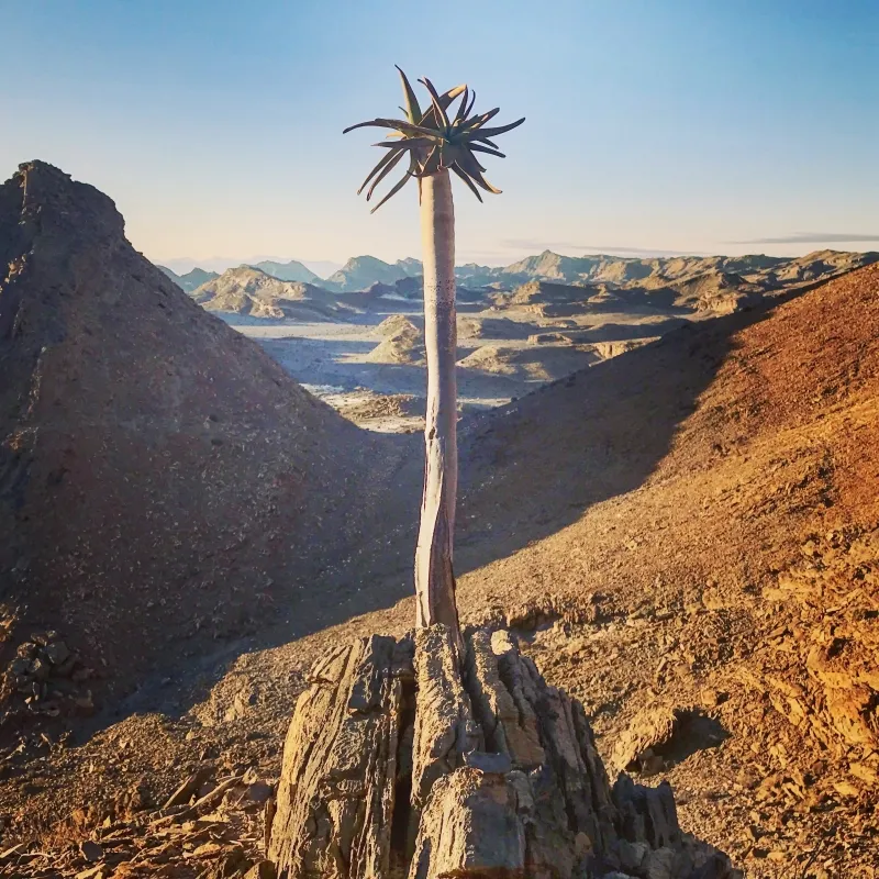 Aloe dichotoma, foto 3