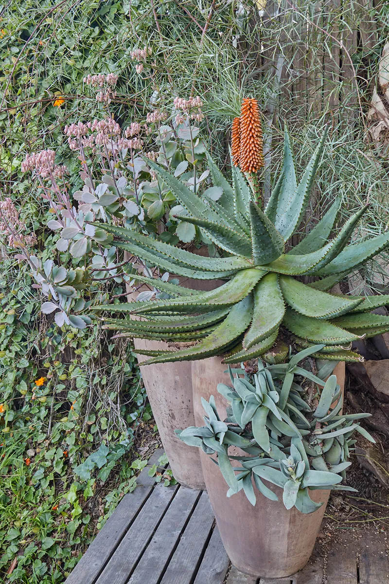 Aloe ferox