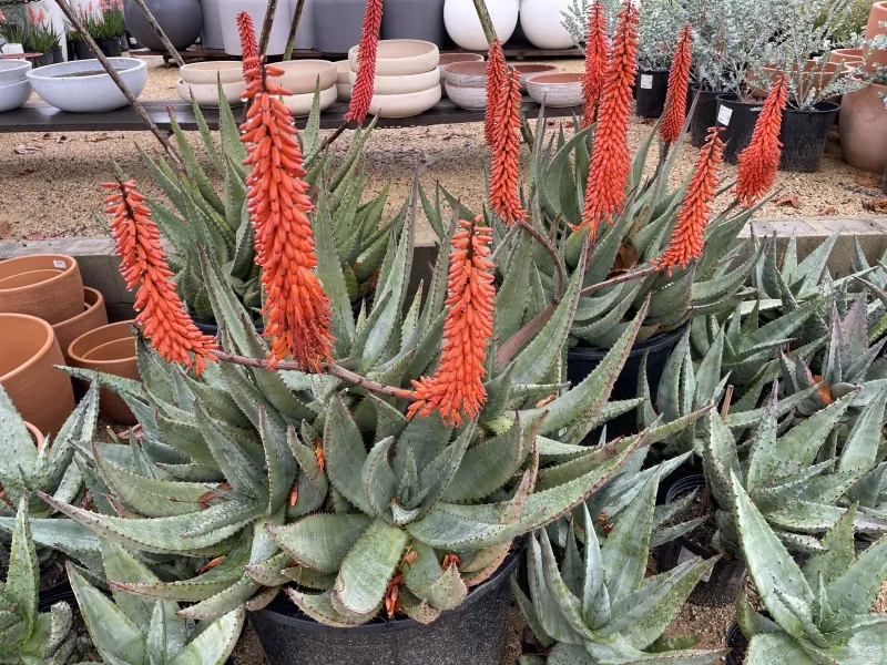 Aloe ferox, foto 2