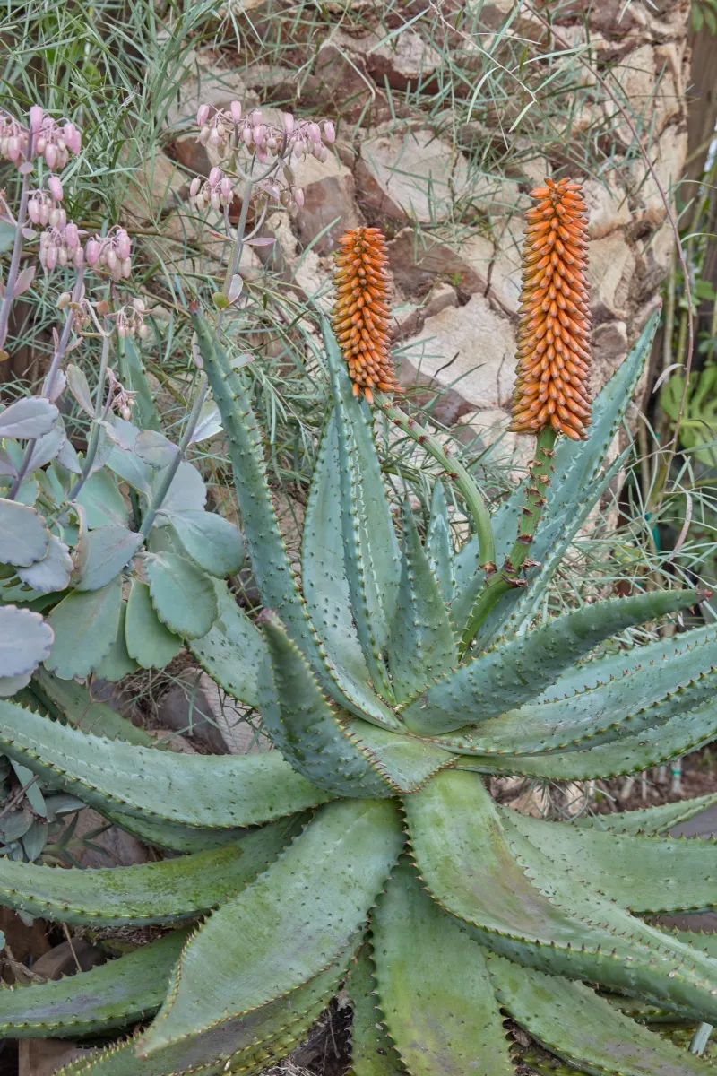Aloe ferox, foto 3