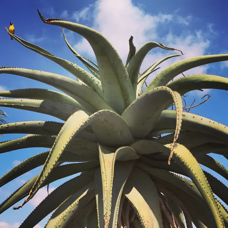 Aloe ferox, foto 5