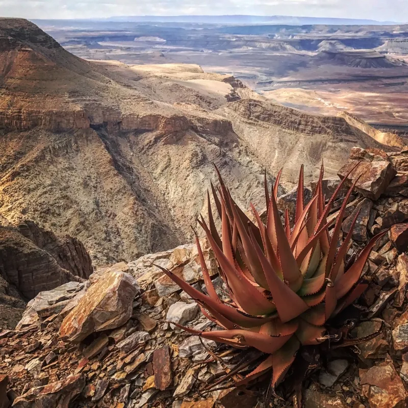 Aloe gariepensis, foto 2