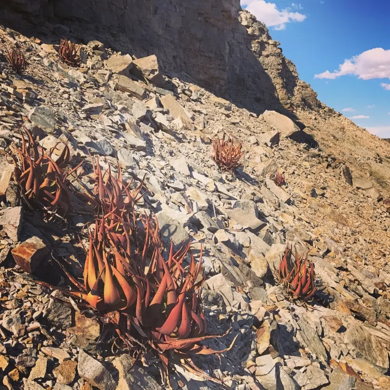 Aloe gariepensis, foto 3