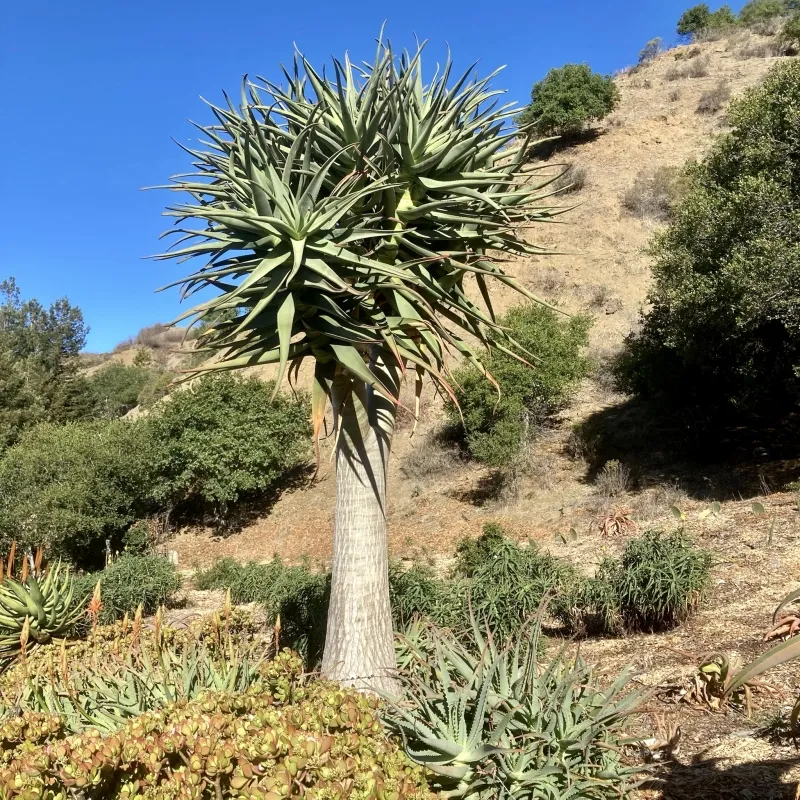 Aloe ‘Hercules’
