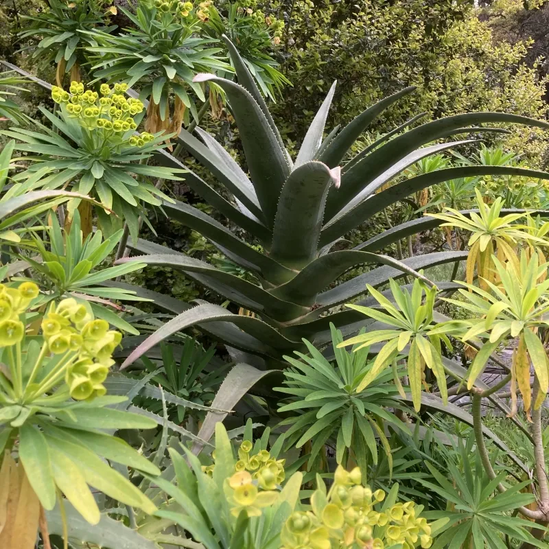 Aloe ‘Hercules’, foto 4