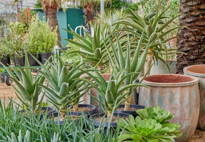 Aloe ‘Hercules’, foto 5