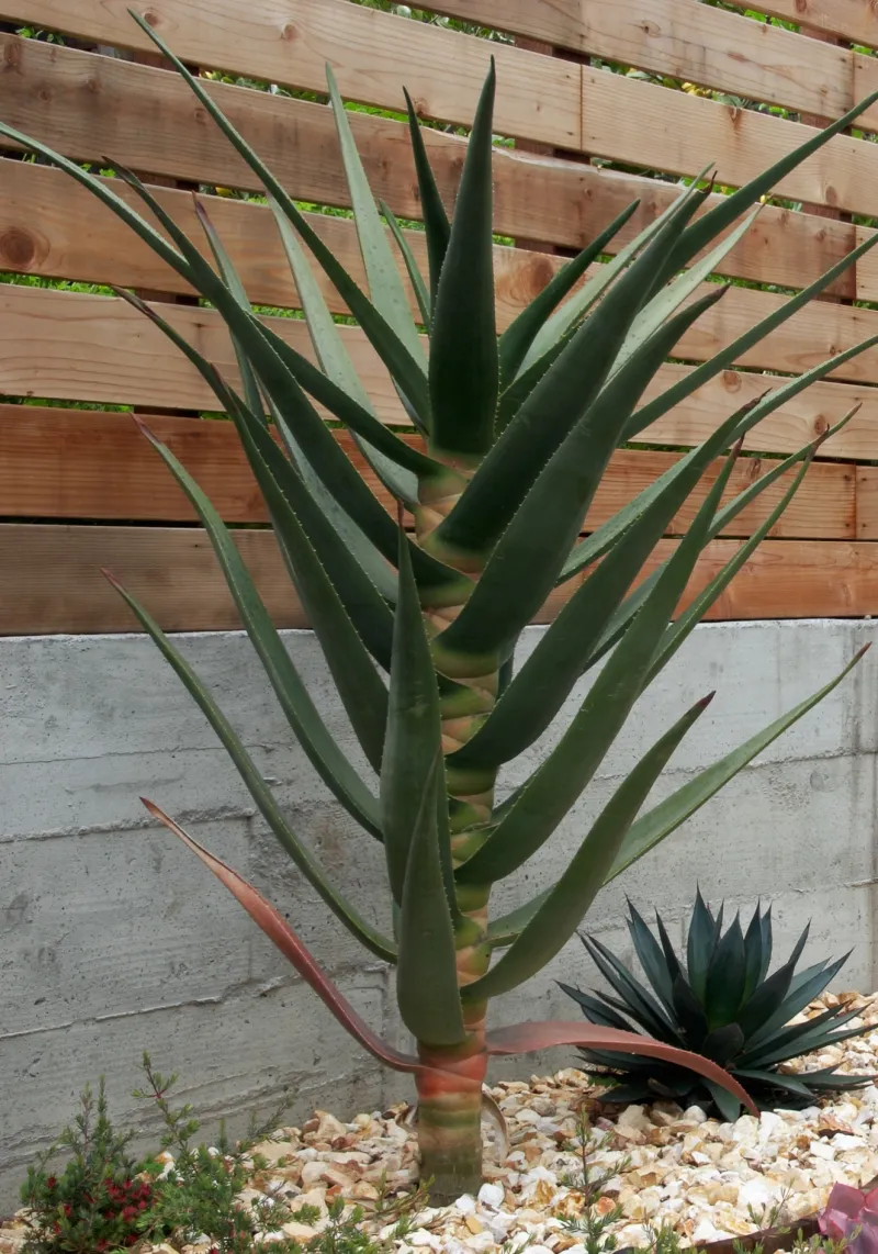 Aloe ‘Hercules’, foto 6