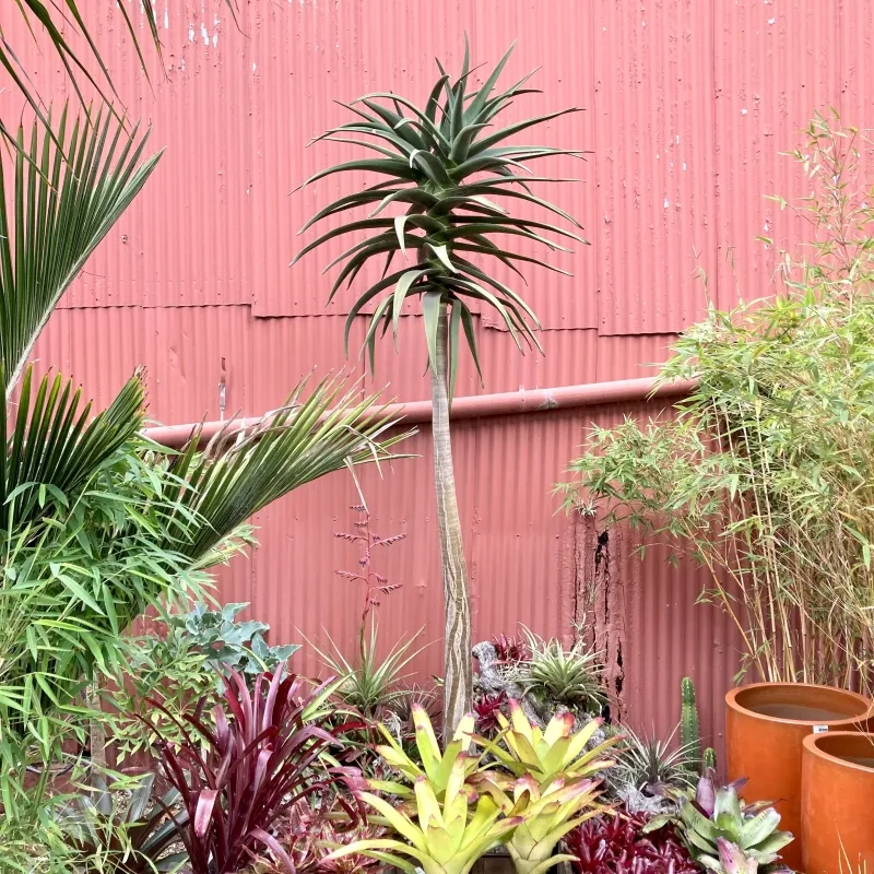 Aloe ‘Hercules’, foto 7