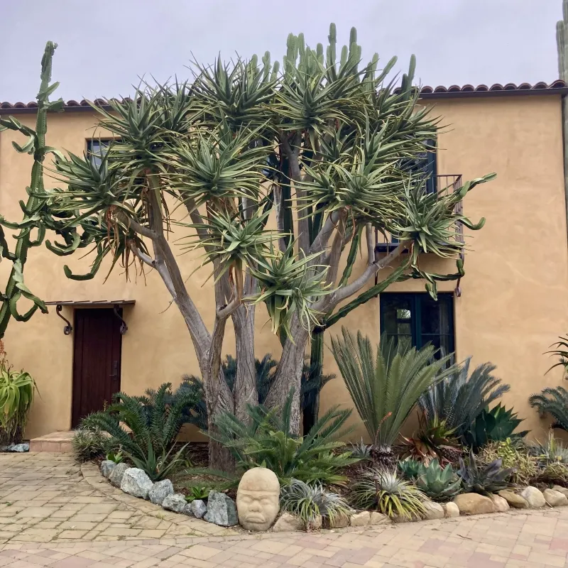 Aloe ‘Hercules’, foto 8