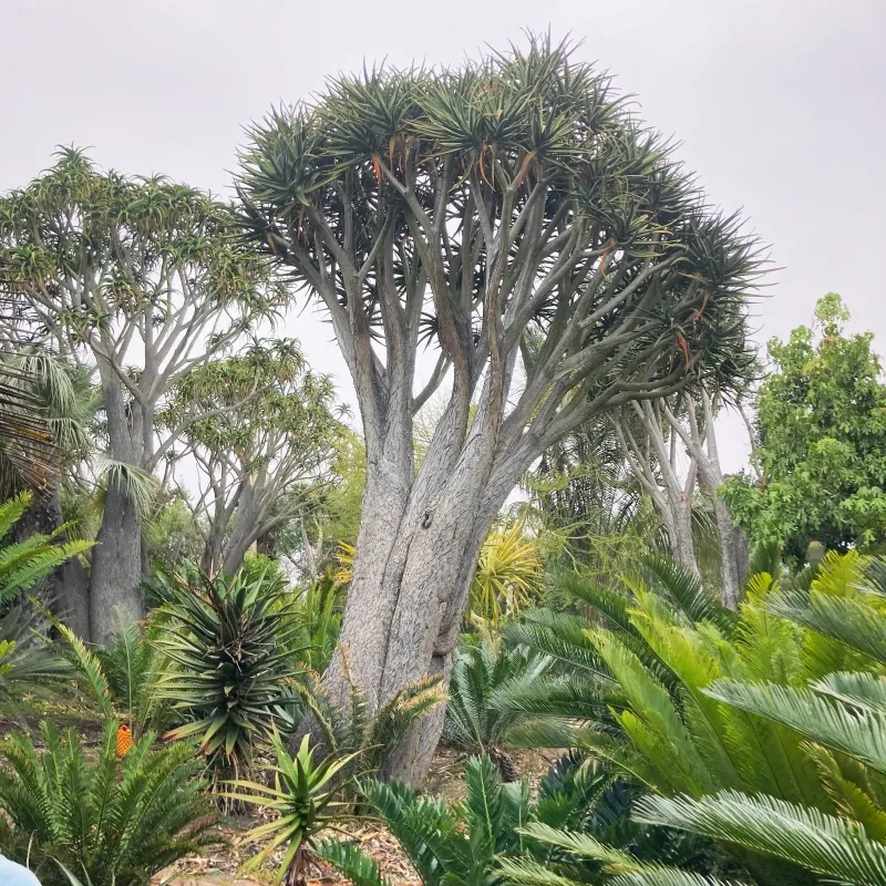 Aloe ‘Hercules’, foto 9