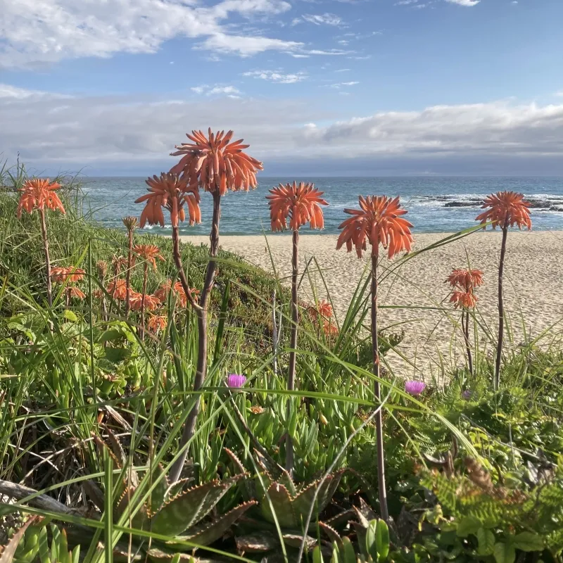 Aloe maculata, foto 2