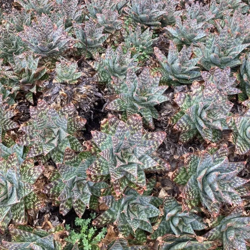 Aloe maculata, foto 4