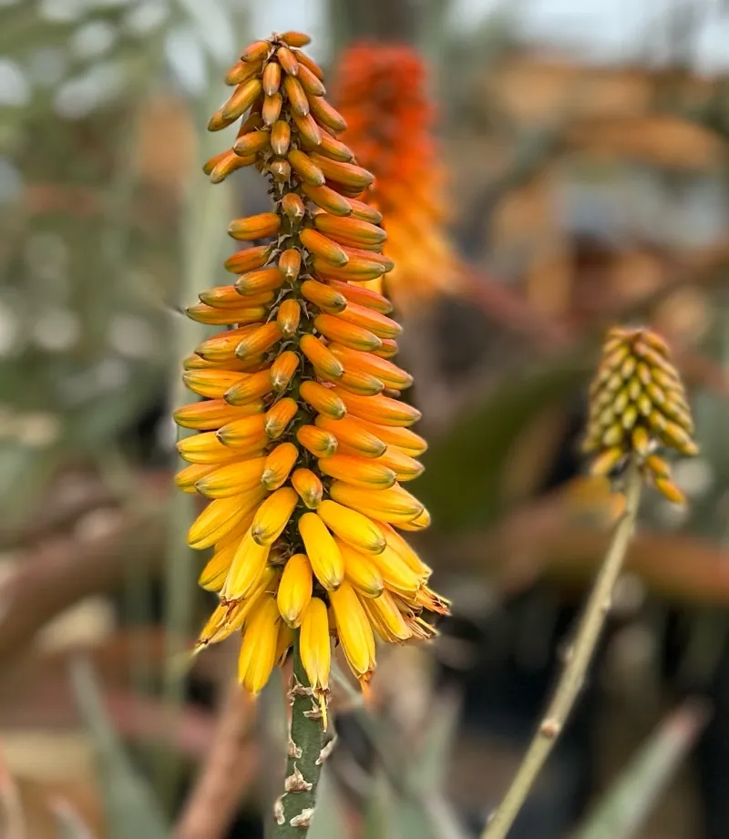 Aloe marlothii x sinkatana, foto 2