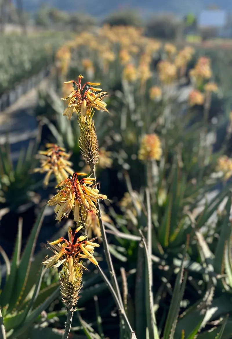 Aloe ‘Moonglow’