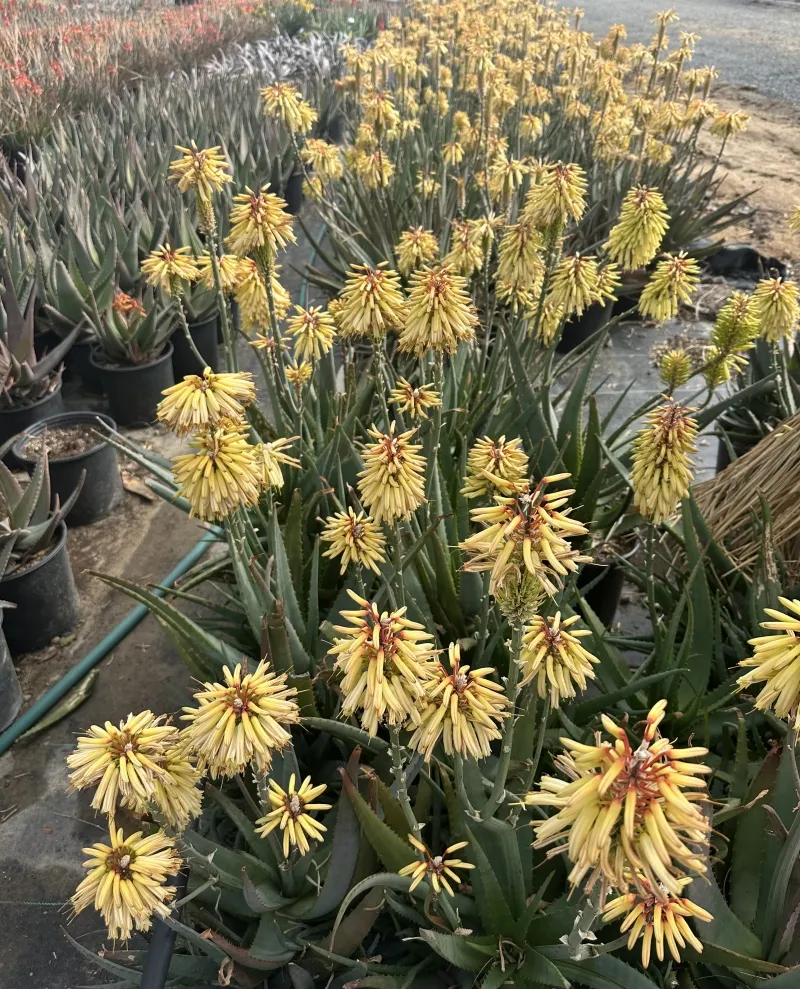 Aloe ‘Moonglow’, foto 2