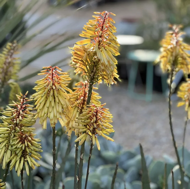 Aloe ‘Moonglow’, foto 3