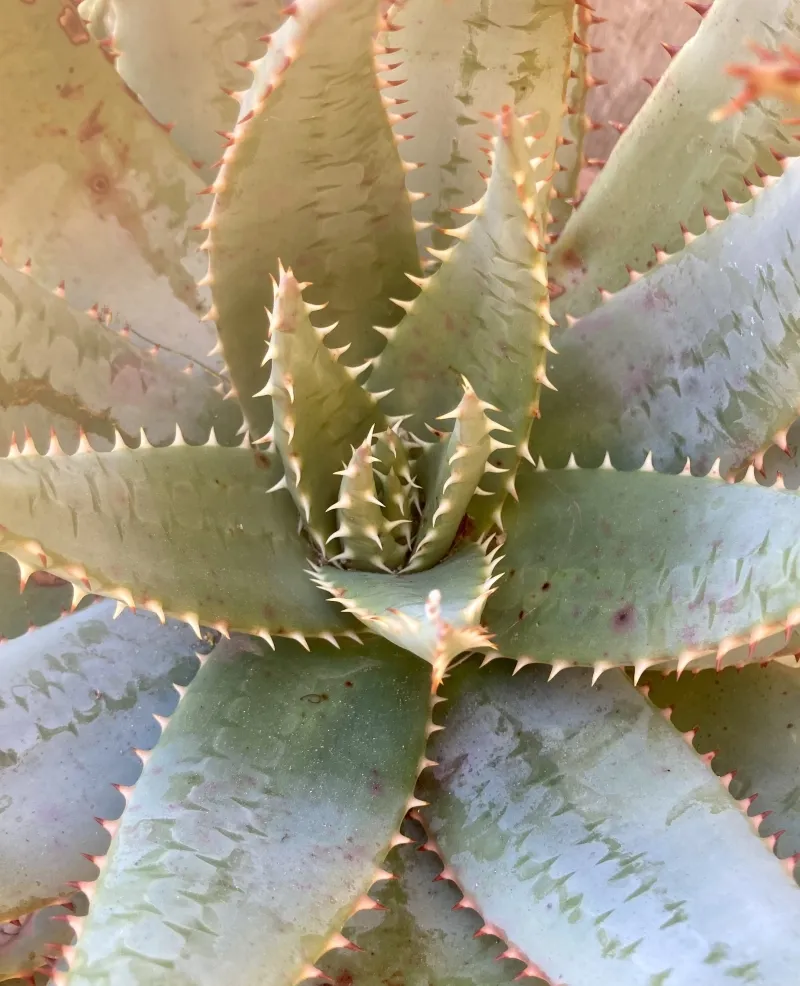 Aloe peglerae, foto 2