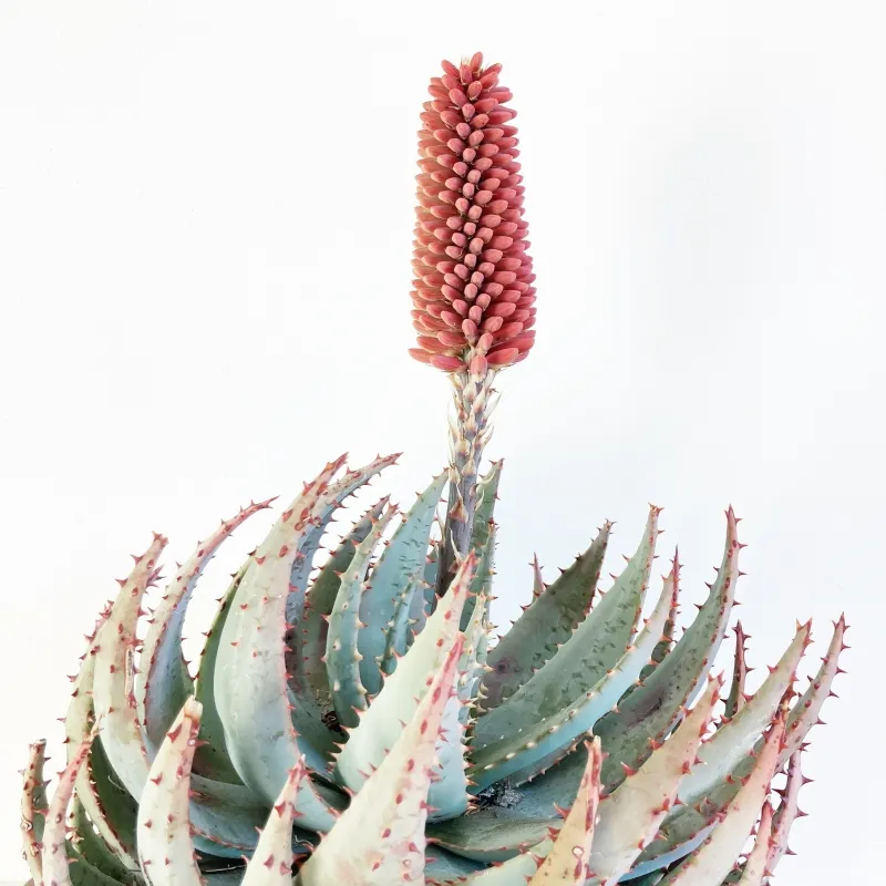 Aloe peglerae, foto 3