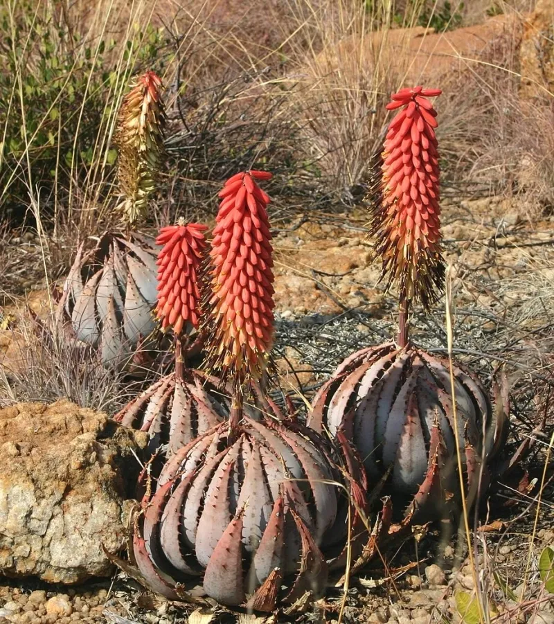 Aloe peglerae, foto 4