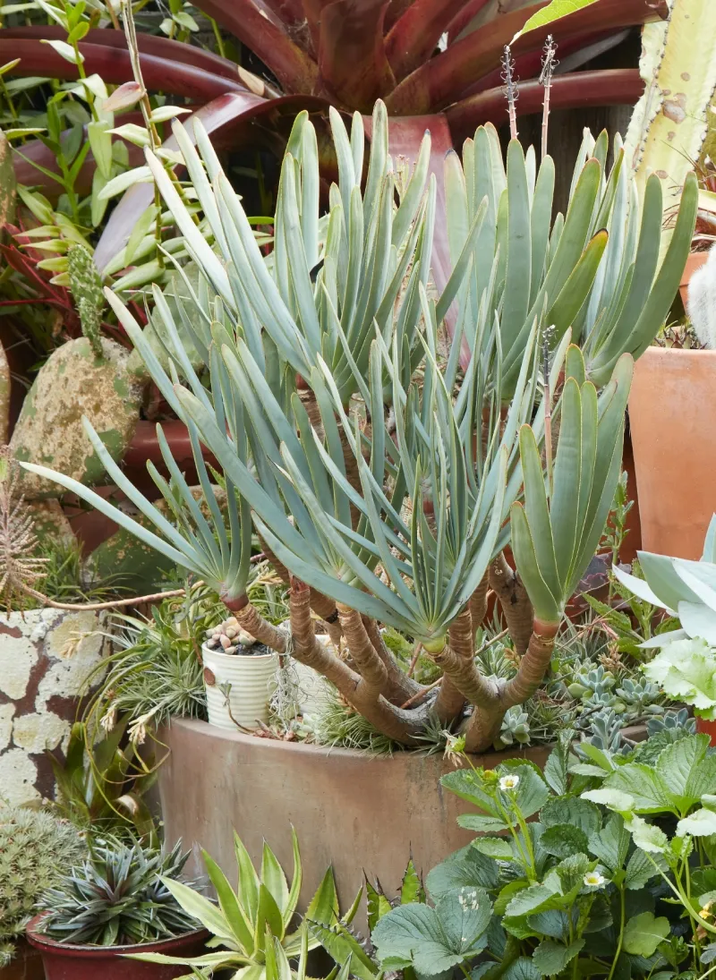 Aloe plicatilis, foto 2