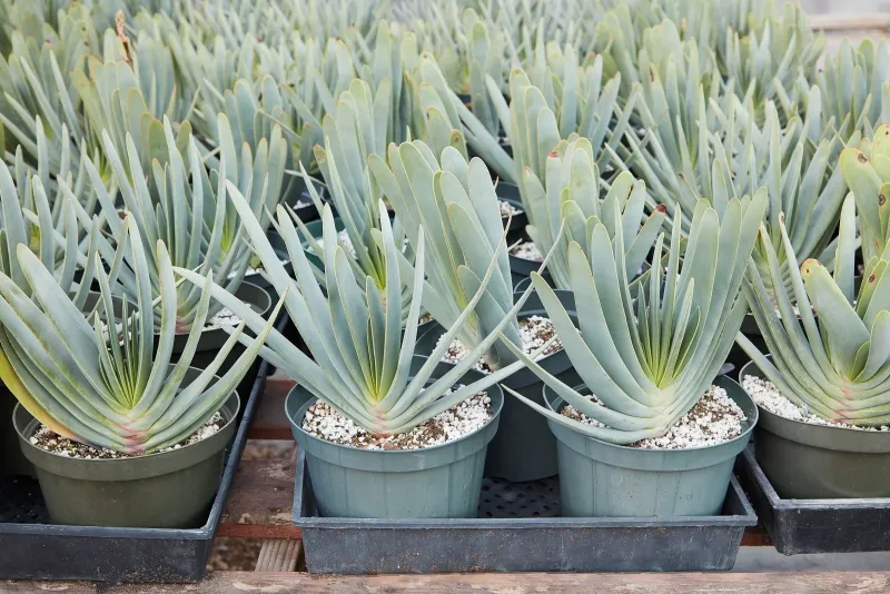 Aloe plicatilis, foto 3