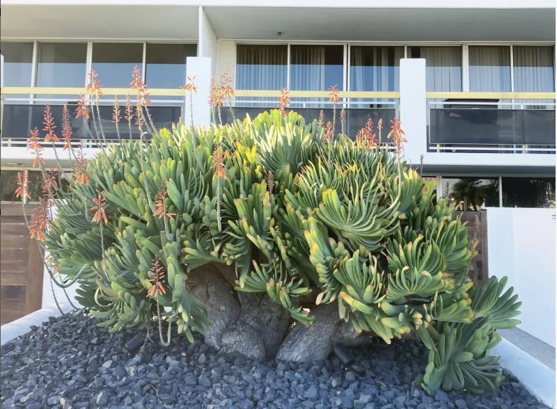 Aloe plicatilis, foto 4