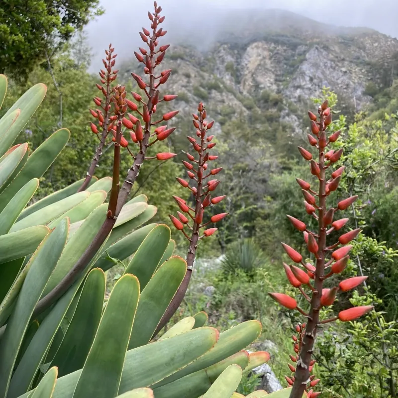 Aloe plicatilis, foto 5