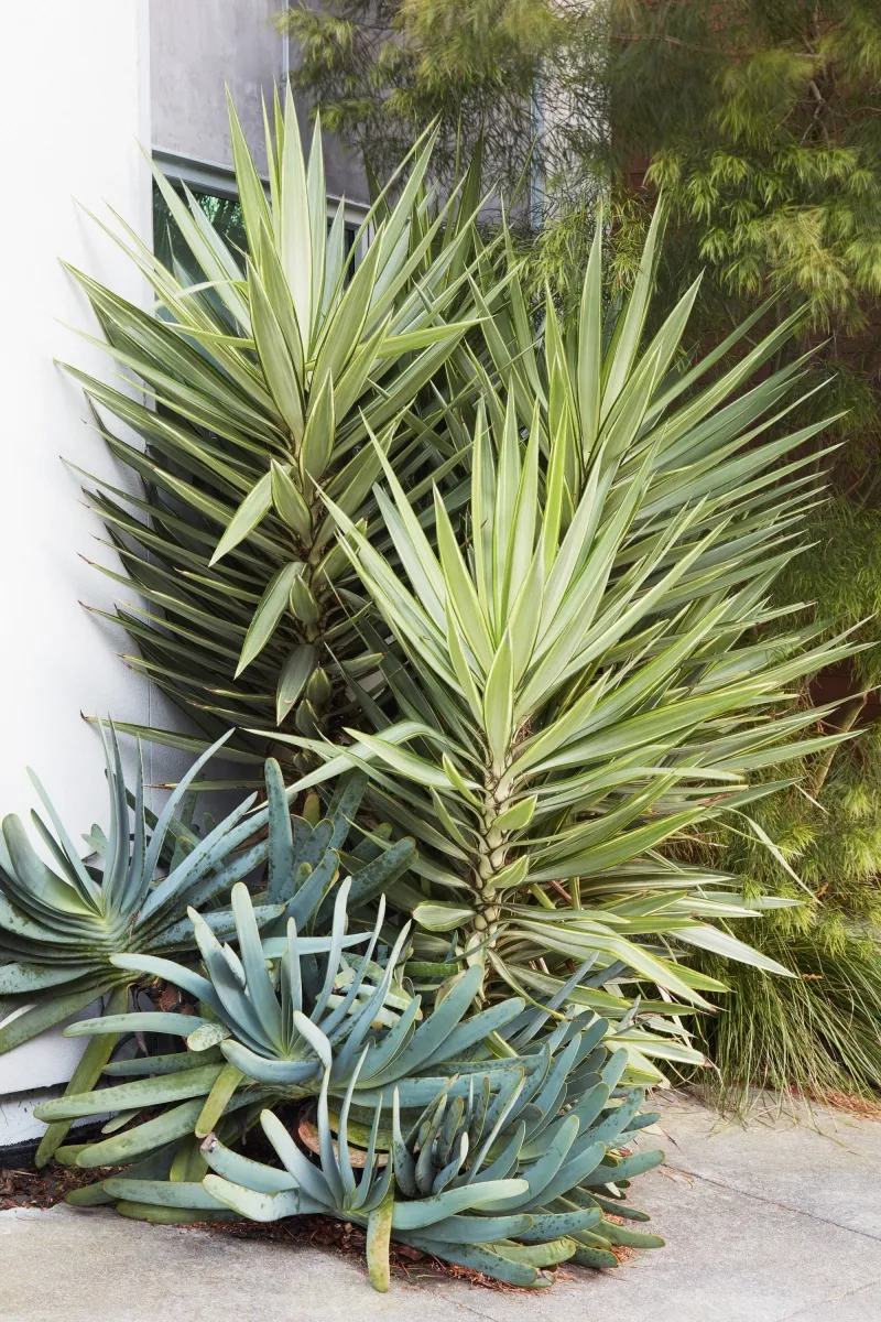Aloe plicatilis, foto 6