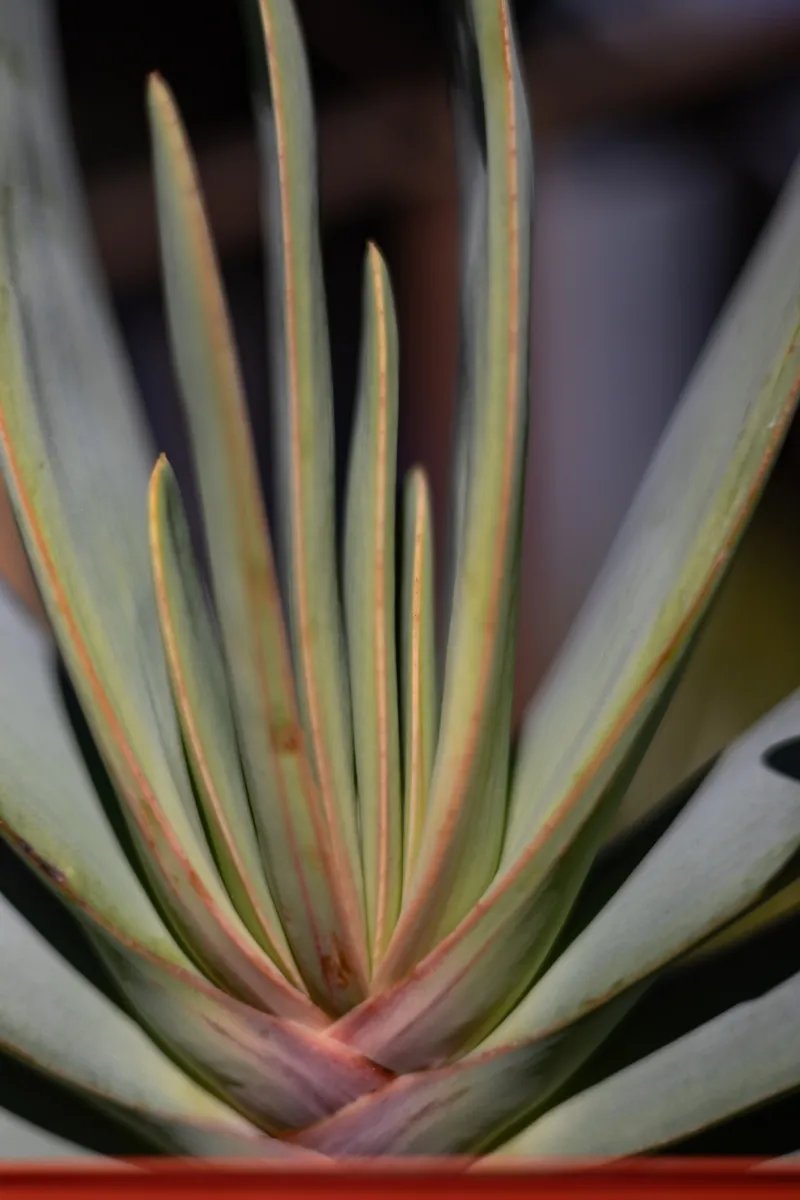Aloe plicatilis, foto 7
