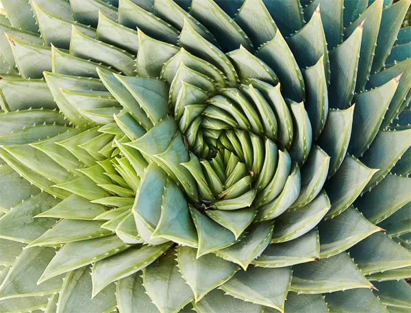 Aloe polyphylla